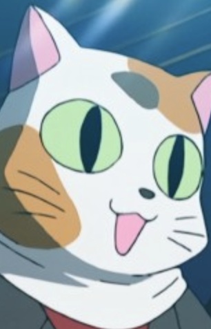 Calico Cat